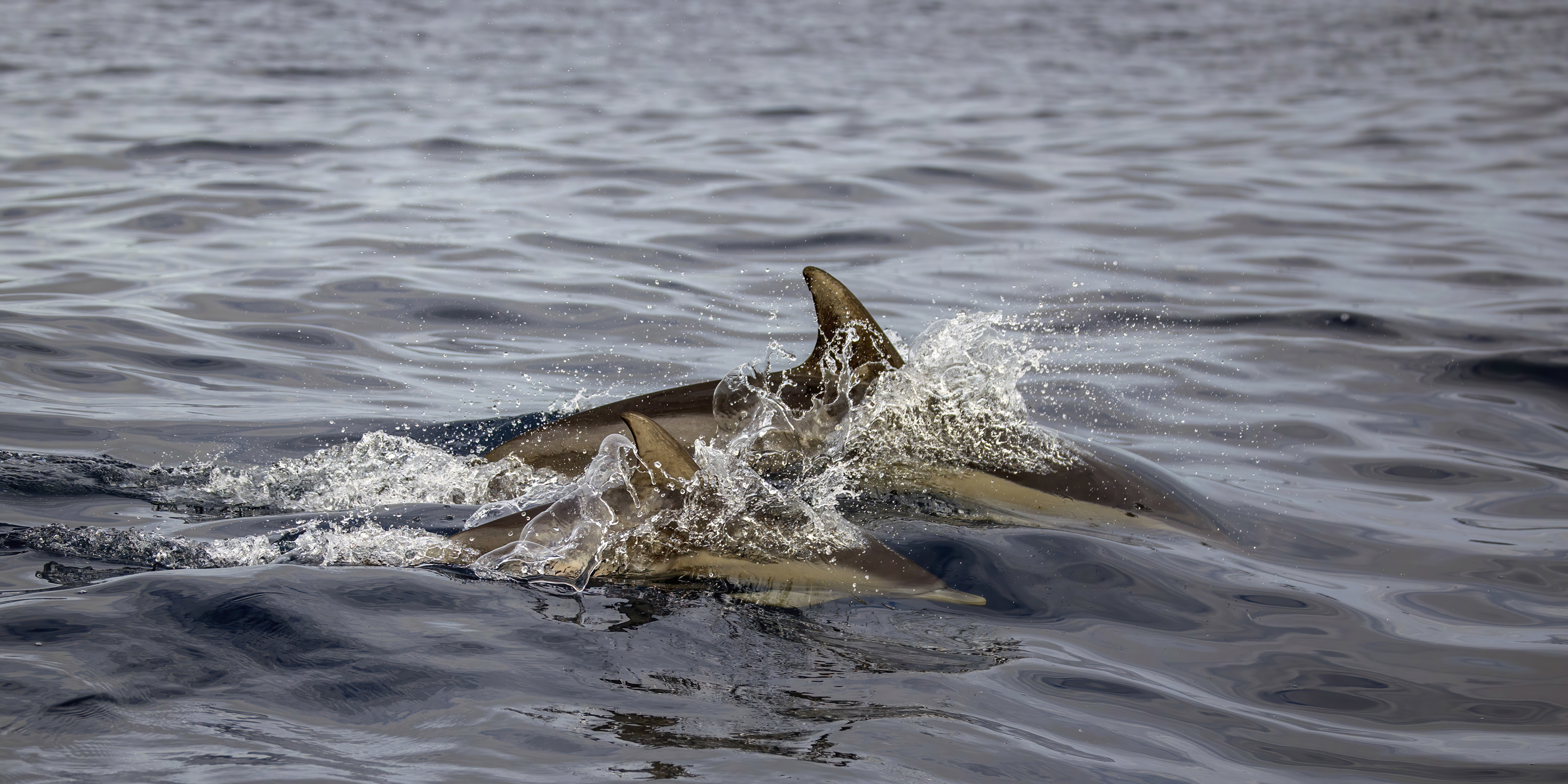 Common dolphins swimming off the Algarve coast